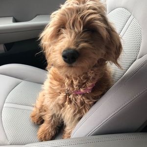 Meet your Posher, Brian